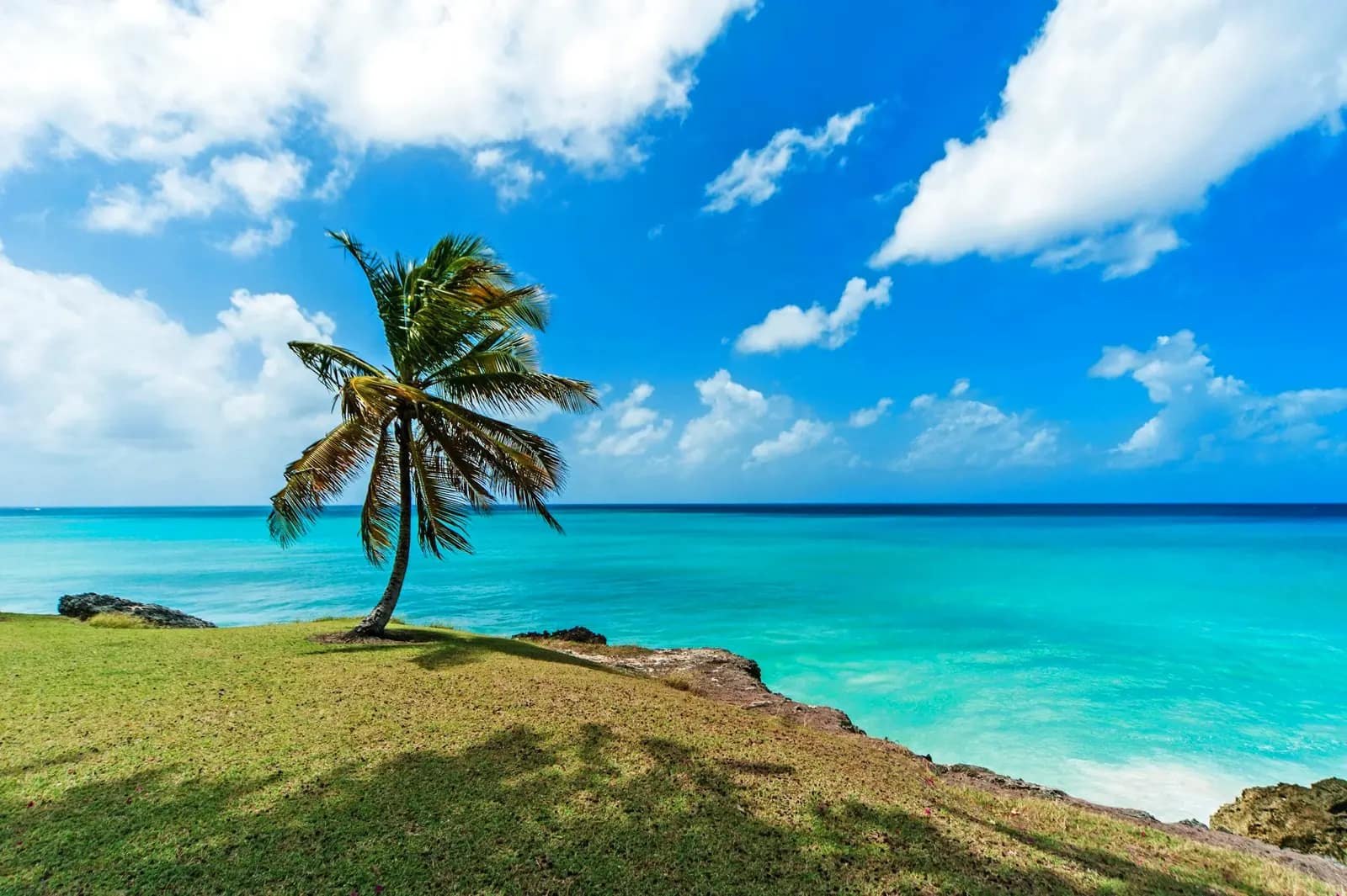 Eastern Caribbean — Nieuw Amsterdam