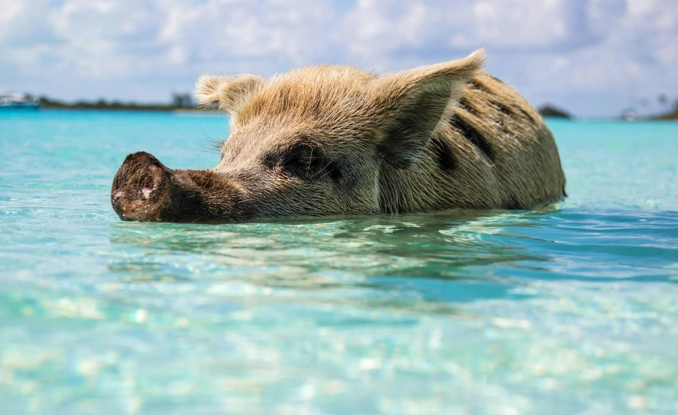 Bahamas — Utopia of the Seas